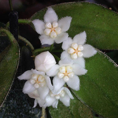 Hoya thomsonii ' White flower '