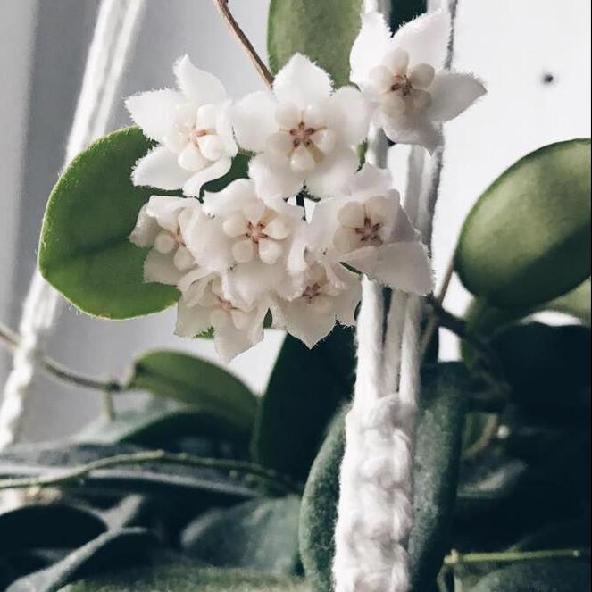 Hoya thomsonii ' White flower '