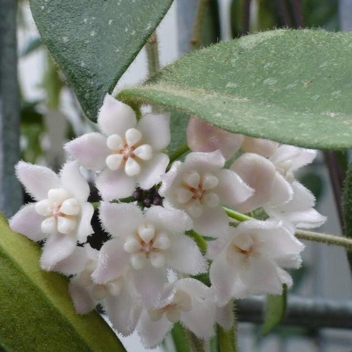 Hoya thomsonii ' White flower '