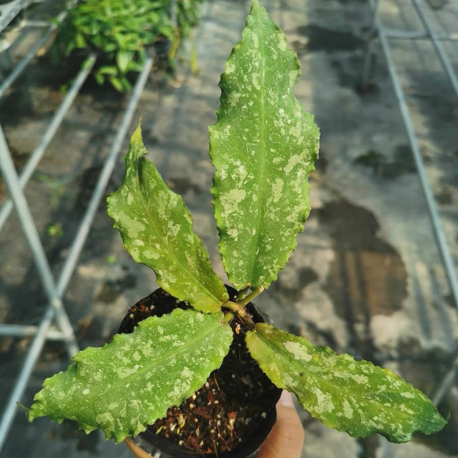 Hoya undulata