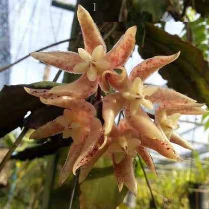 Hoya undulata