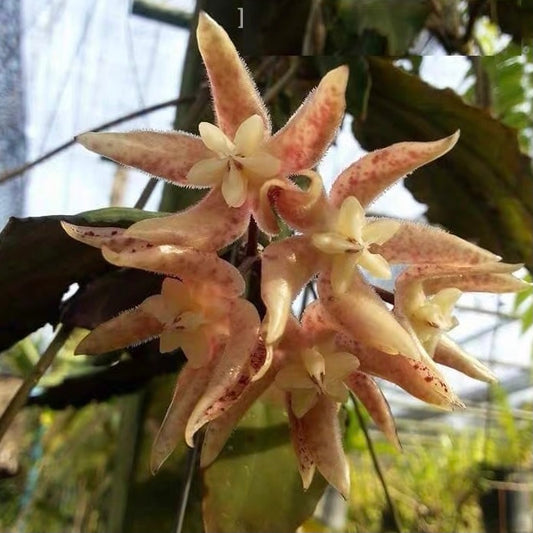 Hoya undulata