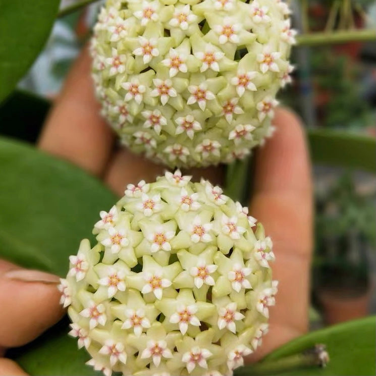 Hoya verticillata
