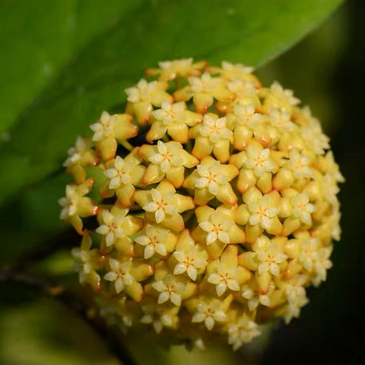 Hoya viola