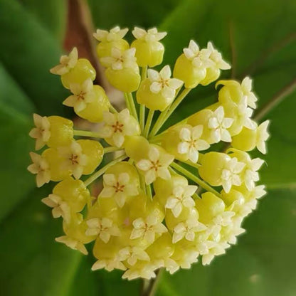 Hoya viola