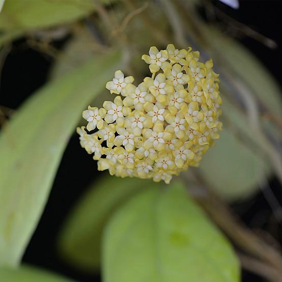 Hoya viola