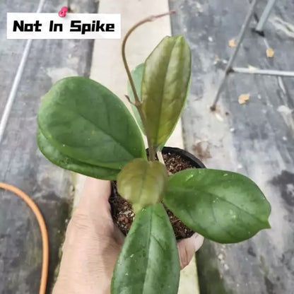 Hoya viola