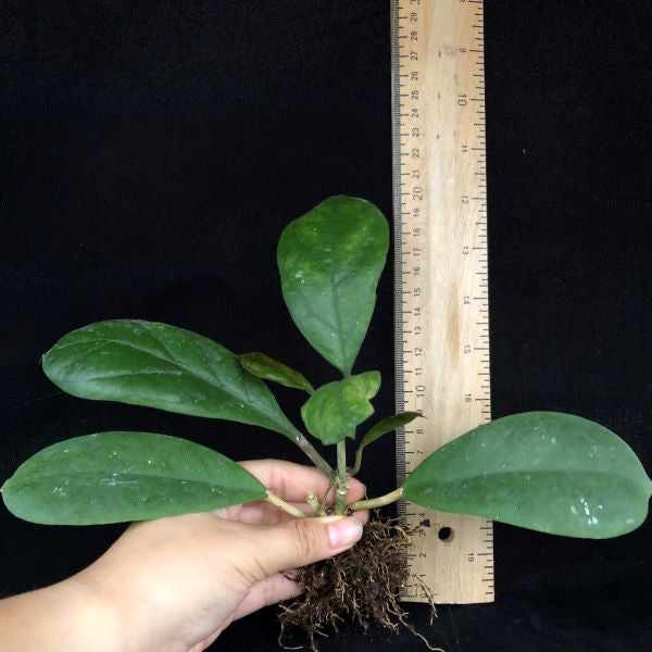 Hoya viola