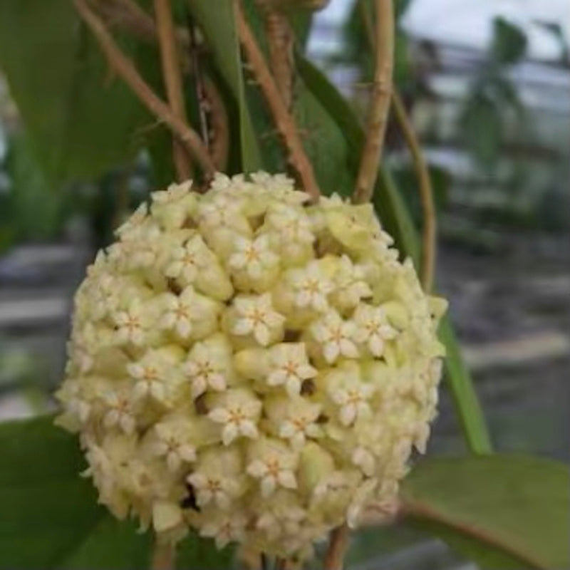 Hoya vitellinoides (4″ pot) (over-sized) – Gardino Nursery