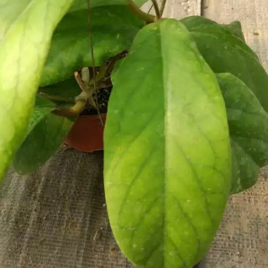 Hoya vitellinoides
