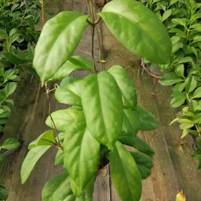 Hoya vitellinoides