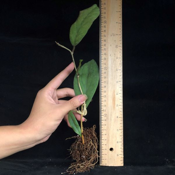 Hoya vitellinoides