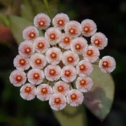 Hoya walliniana