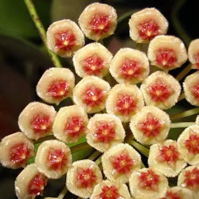 Hoya walliniana