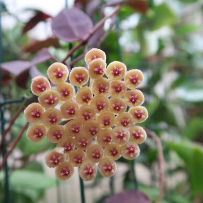 Hoya walliniana