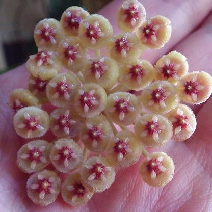 Hoya walliniana
