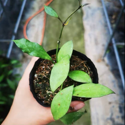 Hoya walliniana