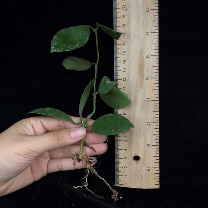 Hoya walliniana