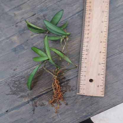 Hoya wayetii