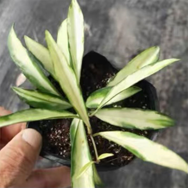 Hoya wayetii var.