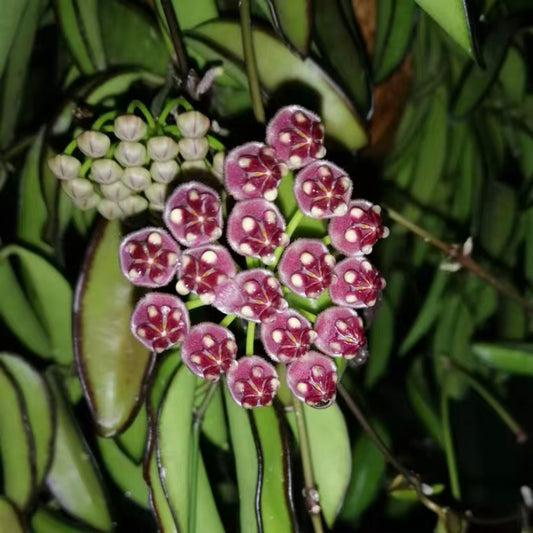 Hoya wayetii var.