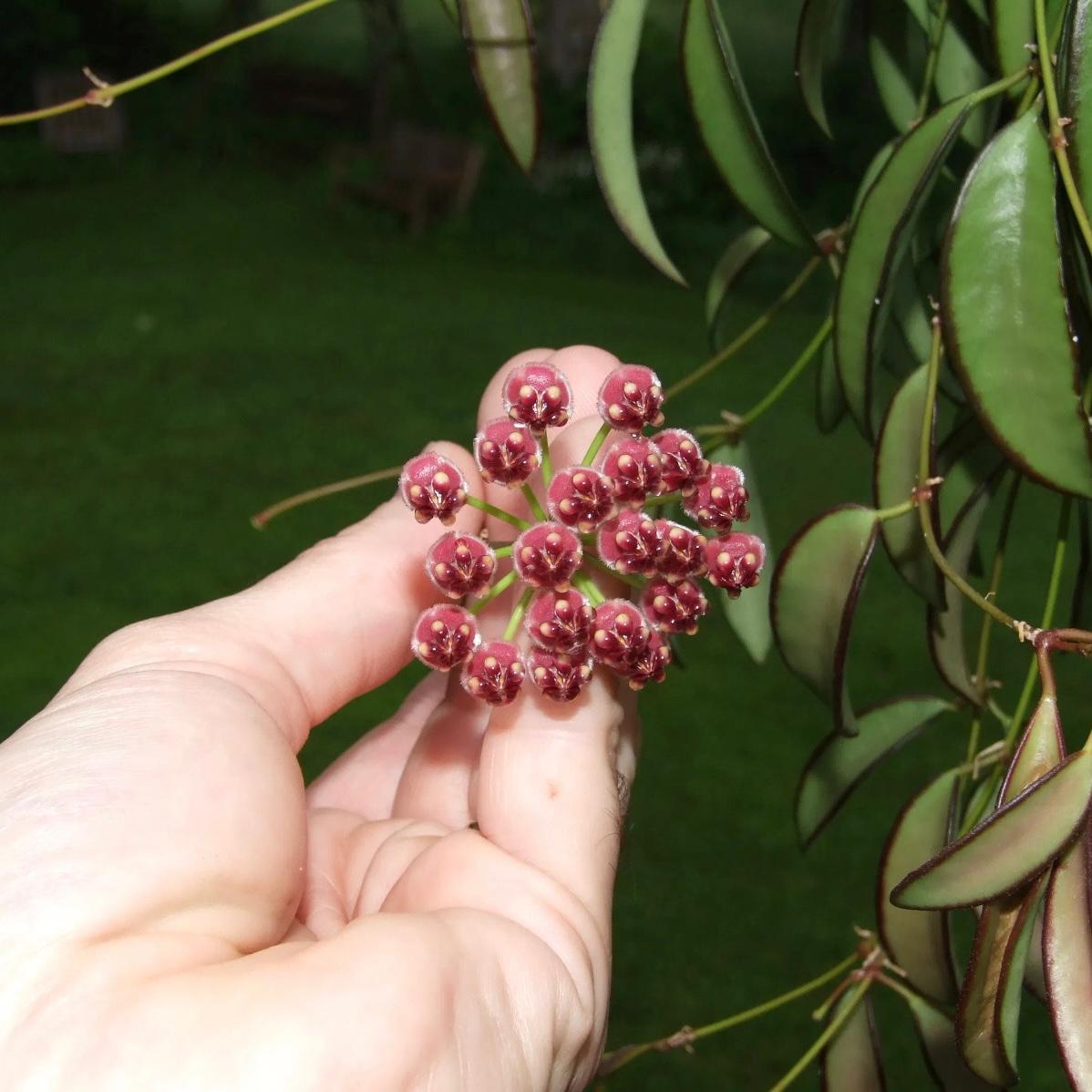 Hoya wayetii var.