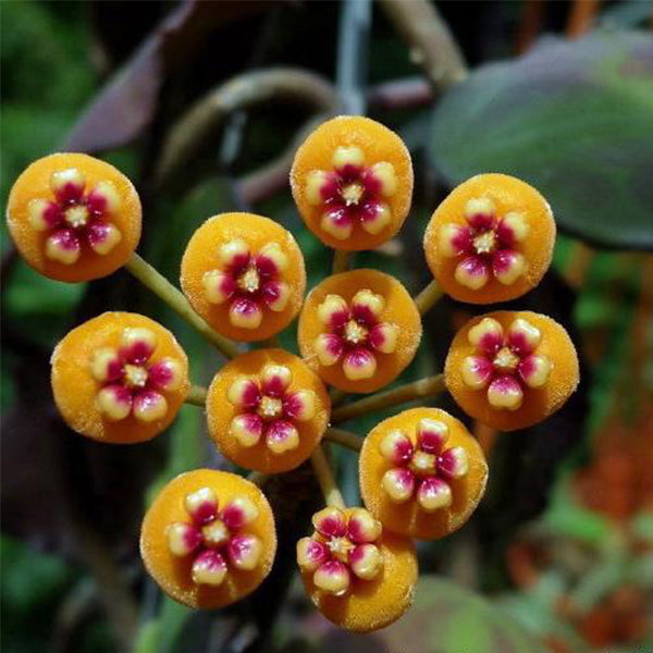 Hoya waymaniae borneo