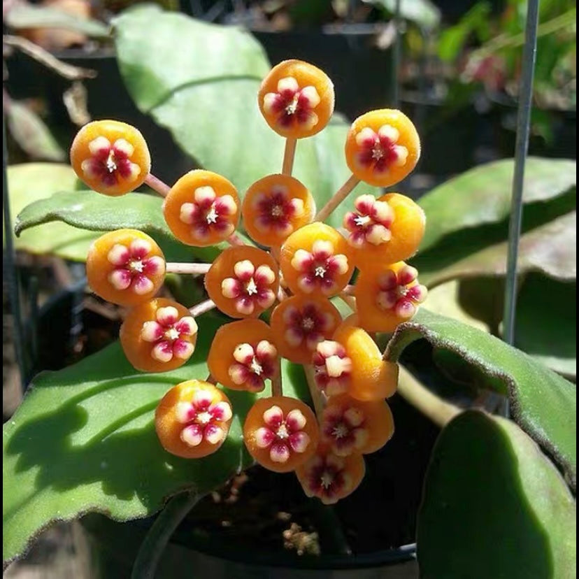 Hoya waymaniae borneo