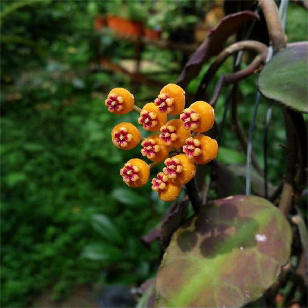 Hoya waymaniae borneo