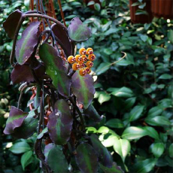Hoya waymaniae borneo