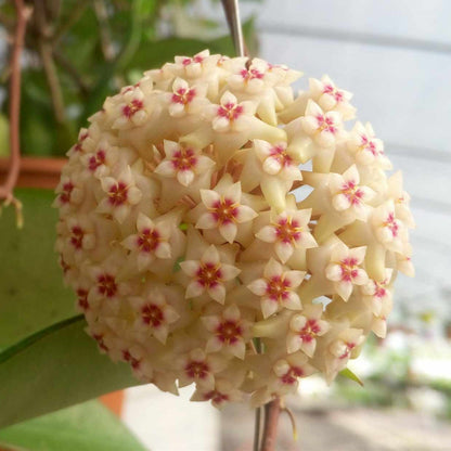 Hoya wibergiae