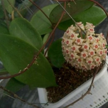 Hoya wibergiae