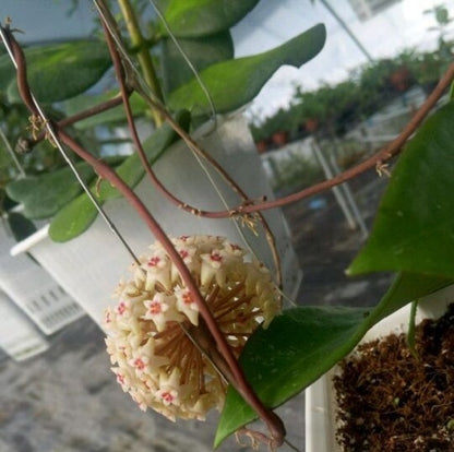 Hoya wibergiae