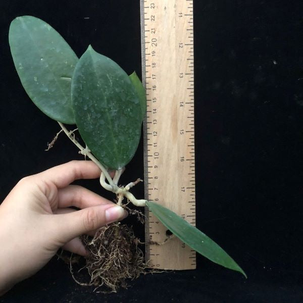 Hoya wibergiae