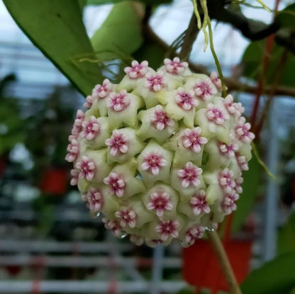Hoya wonder