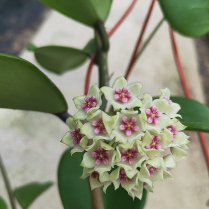 Hoya wonder