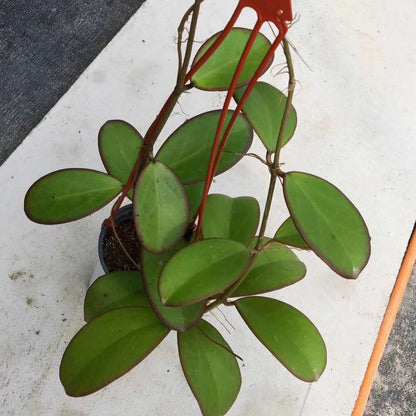 Hoya wonder