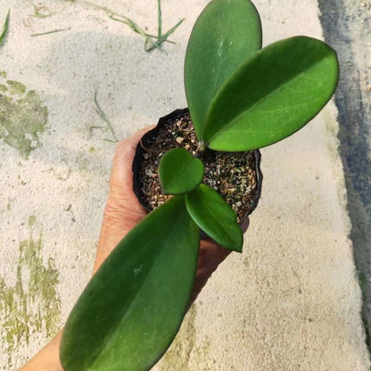 Hoya wonder