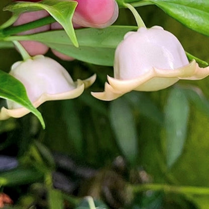 Hoya yingjiangensis