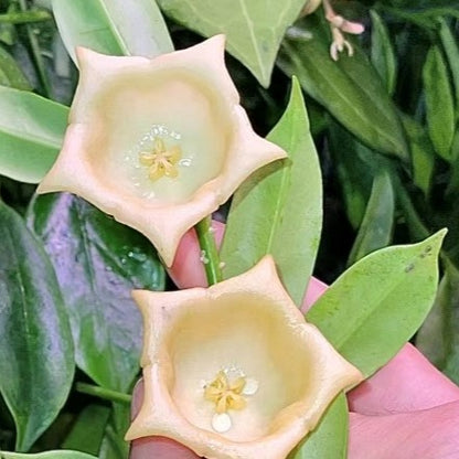 Hoya yingjiangensis