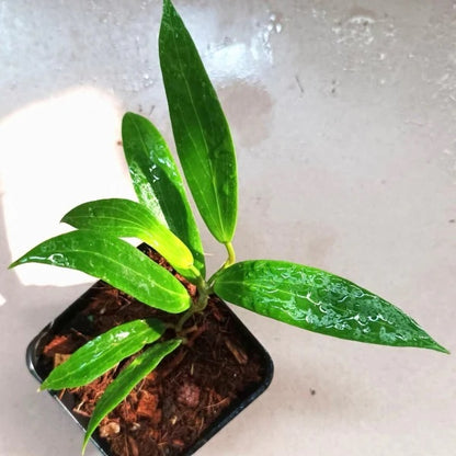 Hoya blashernaezii