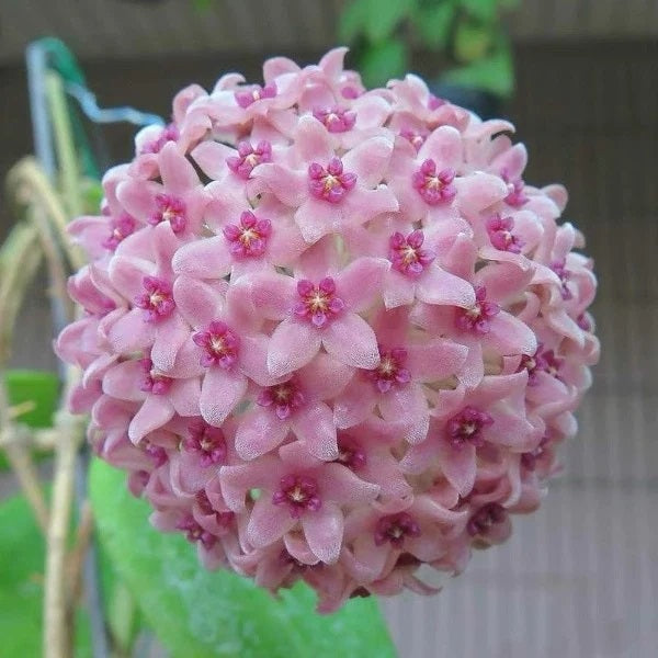 ‘pink’ (Hoya hanhiae)