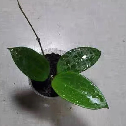 Soft pink (Hoya hanhiae)