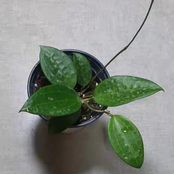 Soft pink (Hoya hanhiae)
