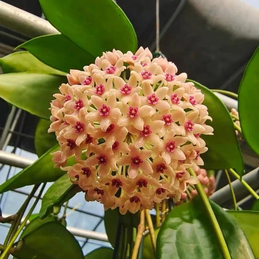 Soft pink (Hoya hanhiae)