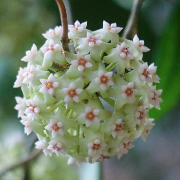 Hoya verticillata 'Yangzhi' albomarginata (outer variegation)