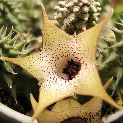 Huernia hibrida pillansii