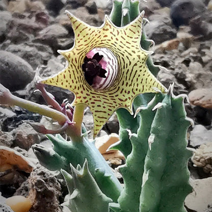 Huernia thuretii