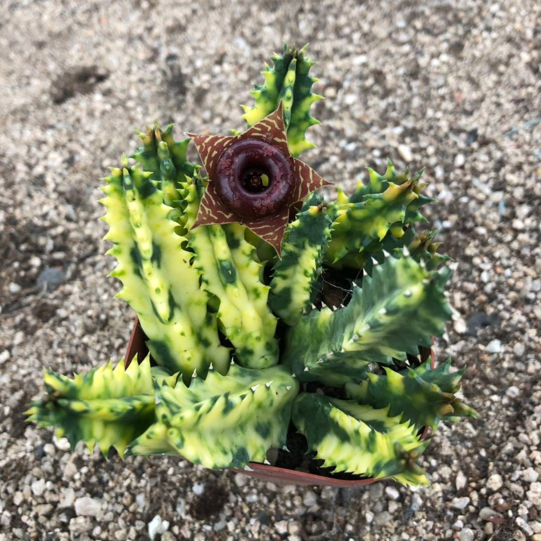 Huernia Zebrina Variegata