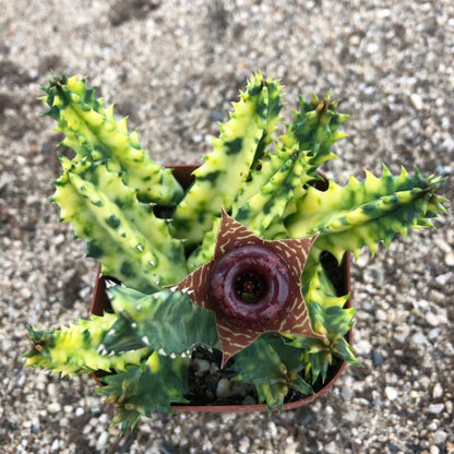 Huernia Zebrina Variegata